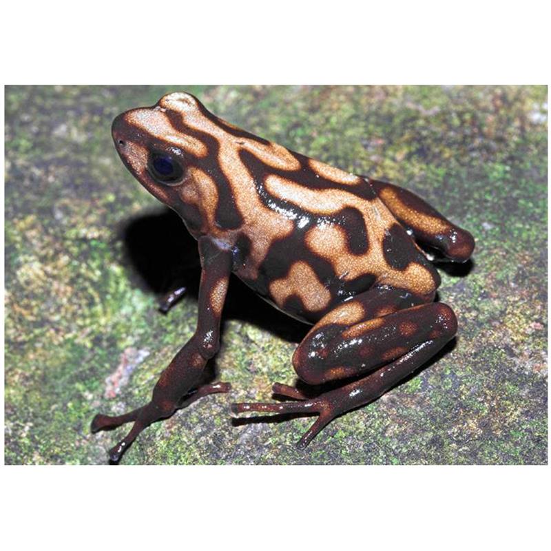 Broasca Dendrobates auratus Campana (Poison dart frog) - imagine 4